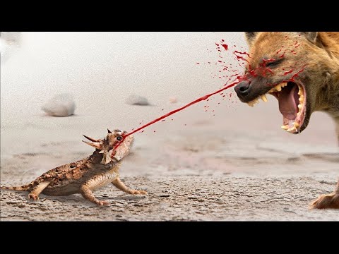 Видео: Дахшатли Қуролларга Эга Ҳайвонлар