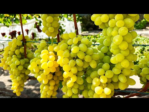 Видео: Виноград Рататуй - 2024, советы по выращиванию, нагрузка, вкус, бессемянность