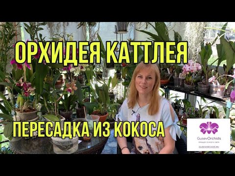 Видео: ОРХИДЕЯ КАТТЛЕЯ! Пересадка из кокоса