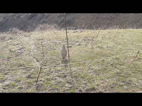 Видео: охота на кеклик