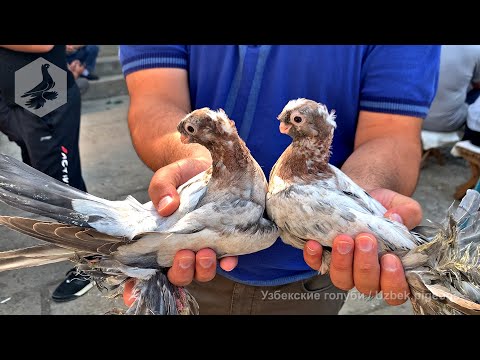 Видео: Птичий рынок г. Ташкент - ГОЛУБИ (21.05.2022) / Uzbek Pigeons / Usbekische tauben