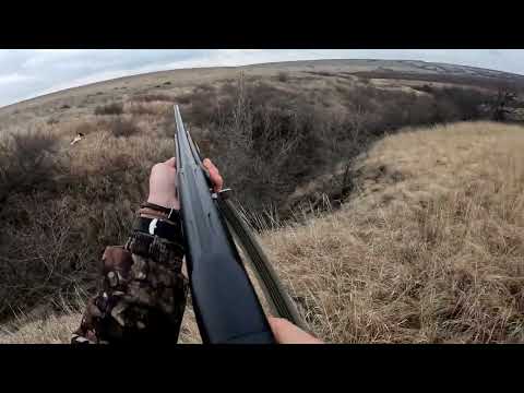 Видео: Охота на фазана с подружейной собакой