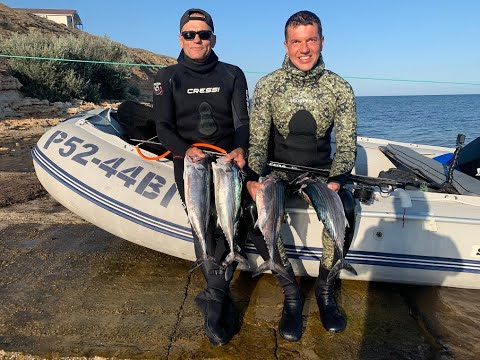 Видео: ОГРОМНЫЕ ПЕЛАМИДЫ ЗАПОЛОНИЛИ ТАРХАНКУТ!ПОДВОДНАЯ ОХОТА!СЕЗОН 2020 ОТКРЫТ!