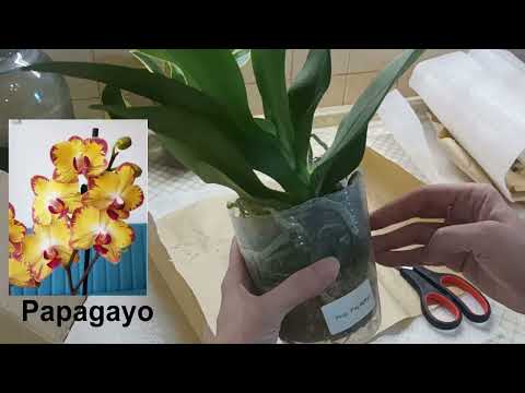 Видео: №20! Распаковка орхидей из ботвы и корней.