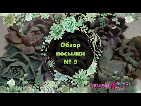 Видео: Обзор посылки №9 с суккулентами.