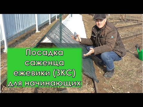 Видео: Посадка саженца ежевики ЗКС для начинающих