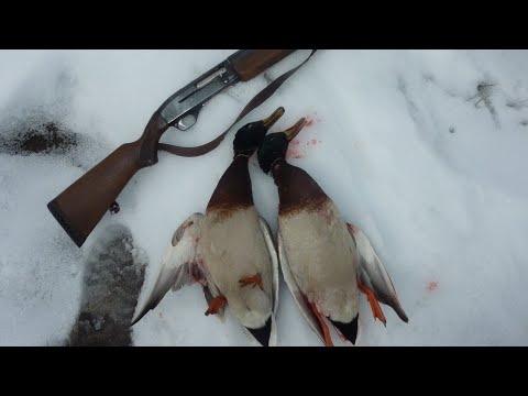Видео: Удачная охота на утку. Первый снег. Обзор моего ружья!!!