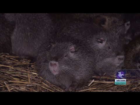 Видео: У Визирській ОТГ поширюється тенденція розведення нутрій