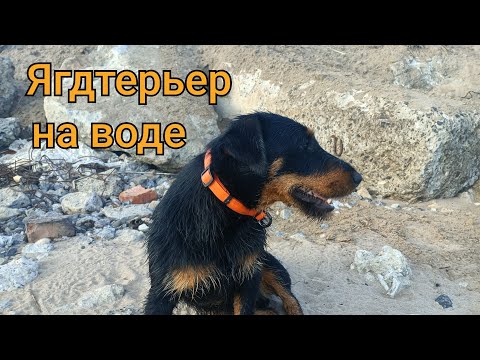 Видео: Ягдтерьер на воде как рыба.