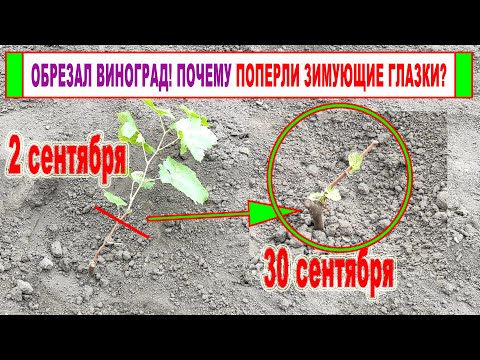 Видео: 🍇 Ошибка виноградаря! Вот ПОЧЕМУ после ОБРЕЗКИ или ПОСАДКИ ВИНОГРАДА осенью ПОПЕРЛИ ЗИМУЮЩИЕ глазки!