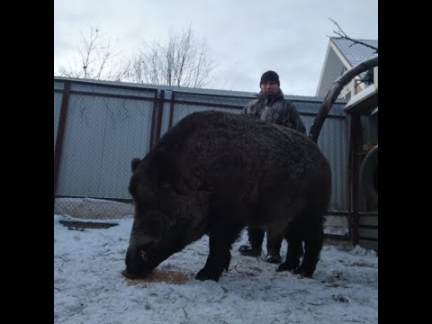 Видео: Кабан монстр сменил зимнюю шубу.