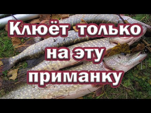 Видео: ЛУЧШАЯ приманка года ЛОВИТ ДАЖЕ ОСЕНЬЮ! Щука выбирает  Kro Spin Tail. Клюёт только на неё !