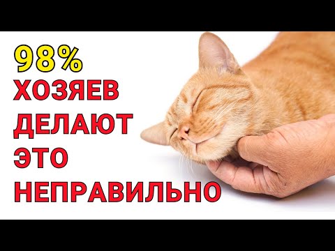 Видео: Как ГЛАДИТЬ КОШКУ правильно. 98% хозяев этого не делают