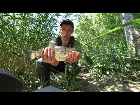 Видео: Как долго я ждал такого клёва?! Ловля голавля, окуня, щуки на спиннинг 2025!