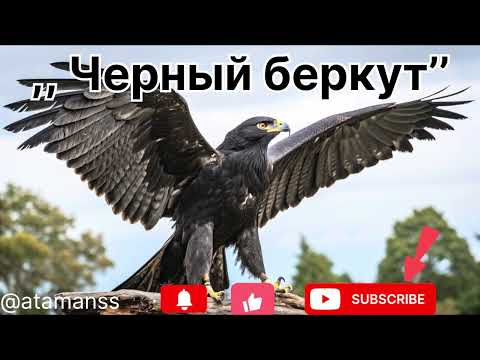 Видео: Песня ,, Черный беркут’’