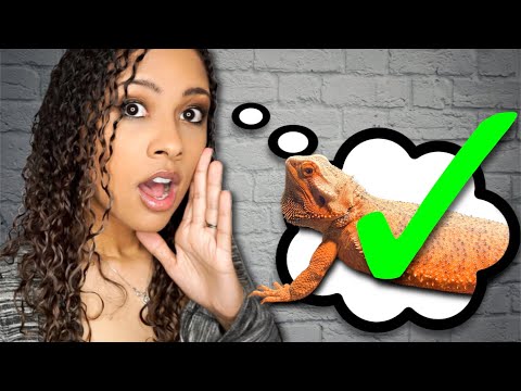 Видео: Почему вам стоит завести бородатую агаму