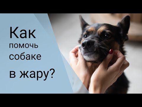 Видео: Как помочь СОБАКЕ пережить ЖАРУ | Как охладить собаку | Собакам летом ЖАРКО!