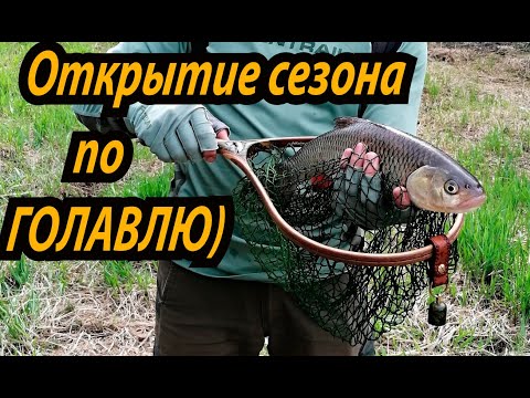 Видео: Лучший цвет воблера по мутной воде весной. Пасхальный голавль!!!)