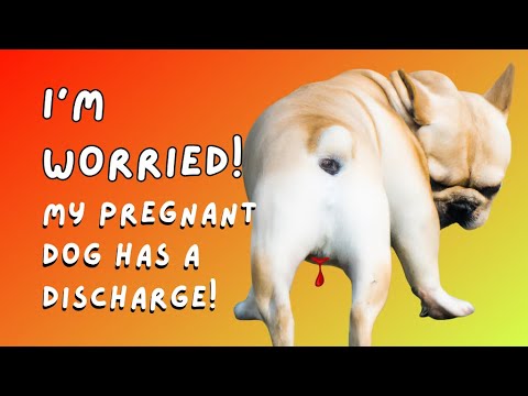 Видео: Объяснение выделений у беременных собак.
