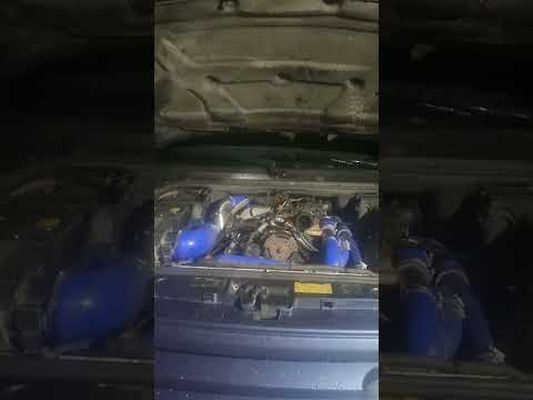 Видео: Турбина шафран - дискавери