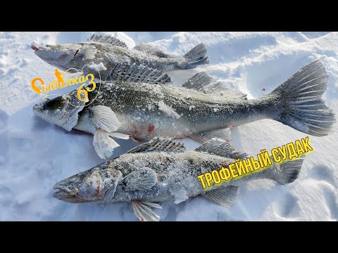 Видео: ТРОФЕЙНЫЙ СУДАК НА ЗИМНЕЙ РЫБАЛКЕ. Рыбалка удалась но не у нас