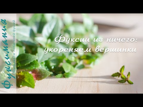 Видео: Вегетативное размножение фуксий