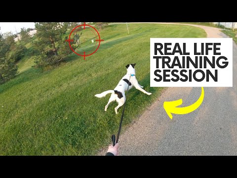 Видео: Настоящая, НЕОТРЕДАКТИРОВАННАЯ тренировочная прогулка с РЕАКТИВНОЙ собакой
