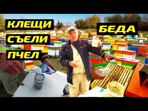 Видео: Как узнать, есть ли у пчел клещи Варроа Как провести тест на наличие клеща Варроа