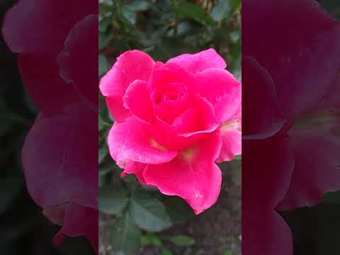 Видео: Розы осенью в моём саду🌹🌹🌹Роза Аква и Роза чайно-гибридная Виолет Парфюм