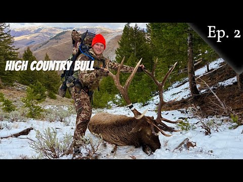 Видео: БОЛЬШОЙ БЫК ЗАЛЕЖАЛ ПРЯМО ПОД НАМИ | ВЫСОКОГОРНЫЙ ЛОСЬ | Эпизод 2