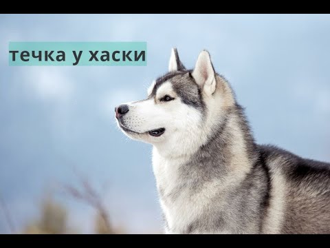 Видео: ТЕЧКА У ХАСКИ.ЧТО НУЖНО ЗНАТЬ ВЛАДЕЛЬЦЕМ!