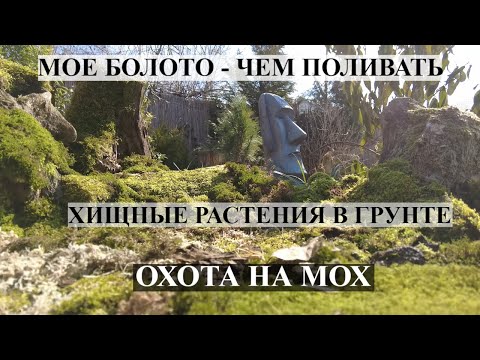 Видео: Мое БОЛОТО ! ХИЩНЫЕ РАСТЕНИЯ В ГРУНТЕ ! Чем поливать хищные растения  / Плотоядные растения