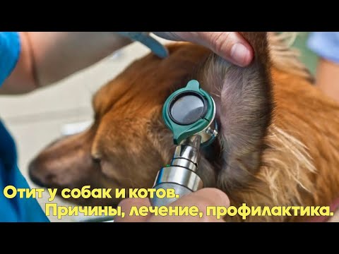 Видео: ОТИТ У СОБАК И КОТОВ. Причины, диагностика, лечение. Советы ветеринарного врача.