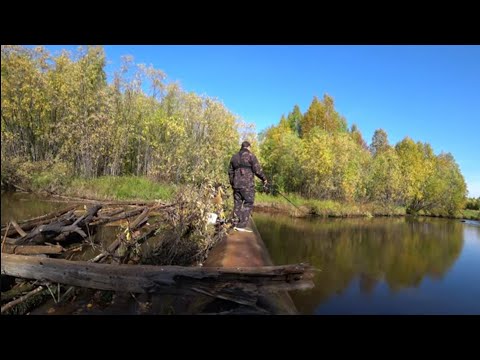 Видео: МОХТИК ПОПЁР СПУСТЯ ПЯТЬ ЛЕТ ПОСЛЕ ОТРАВЛЕНИЕ РЕЧКИ И  ГРИБОВ НАРВАЛИ МОРЕ! ГРИБАЛКА И РЫБАЛКА 2024г