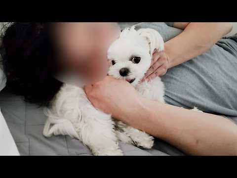 Видео: Мальтийский щенок издевается над хозяином