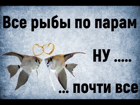 Видео: Все рыбы по парам ..... НУ ... почти все. Процесс формирования пар у скалярий и наннакары неоновой.