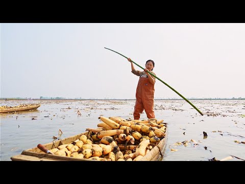 Видео: Корень лотоса растёт в грязи, но он белый и сладкий. Вкусная еда для всех возрастов.