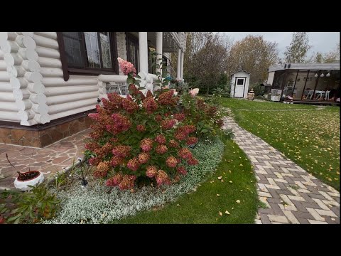 Видео: Осенний сад. Гортензии.