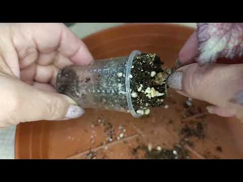 Видео: Бегонии. Пересаживаю сеянцы.Рассаживаю пеперомию🌱🪴