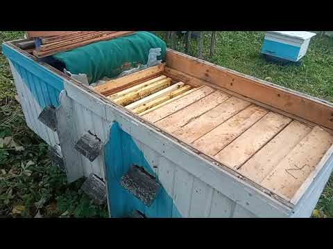 Видео: Втрата матки і підсадка  матки.