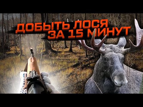 Видео: Добыть лося за 15 мин! Взяли большого быка! #добытьлося