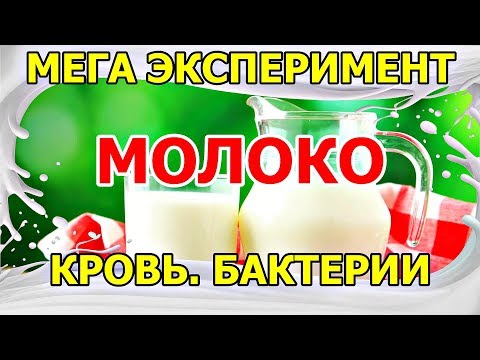 Видео: МЕГА эксперимент. Молоко. Кровь. Бактерии