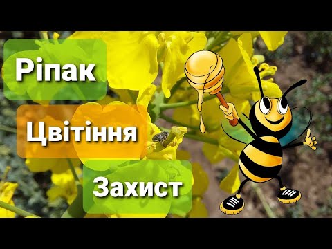 Видео: Ріпак - Цвітіння - Захист