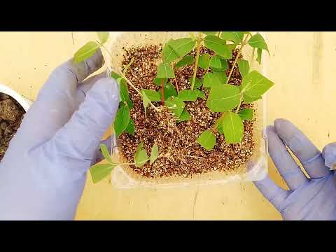 Видео: Легко размножаем жимолость за 2 недели.🌱