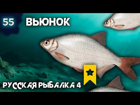 Видео: Русская рыбалка 4 - Вьюнок. Как быстро закрыть трофейную Густеру ![#55]