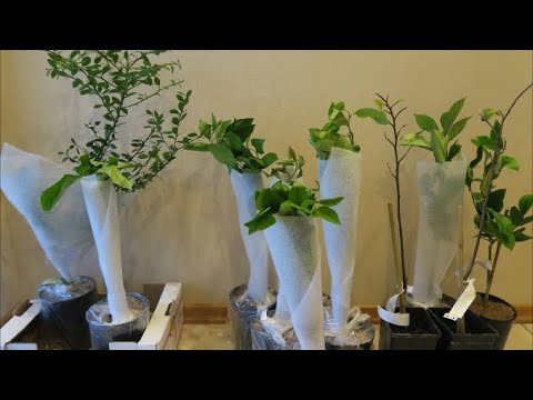 Видео: Мои экзотические растения: новинки из Чехии - 3, посадка азимины 87