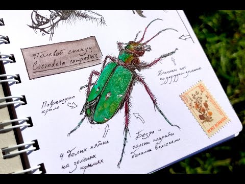 Видео: Ботанический скетч №1 - Рисунки жука в скетчбуке (наброски, скетчи)