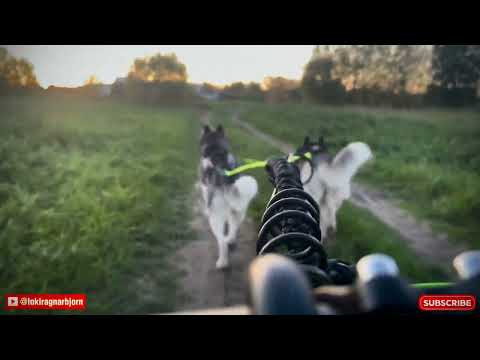 Видео: Вечерняя треня #husky #хаски #тренировки #тренировкихаски #скутер #тренировкавскуторе #викингхаски