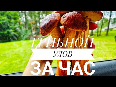 Видео: ГРИБНОЙ БУМ в ЮРМАЛЕ. Боровики пошли!
