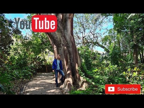 Видео: Обзор растений в тропическом парке. Агаете. Гран Канария, март 2021